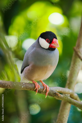 Beautiful Lonchura oryzivora bird, also known as Calafate,
featured among lush green vegetation.
An image that conveys calm, balance,
and the natural beauty of wildlife in its habitat.