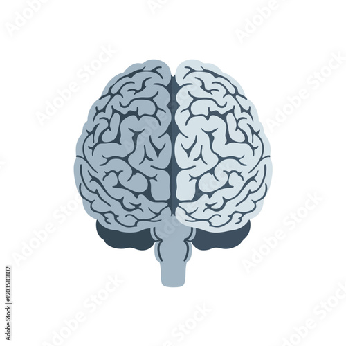 Human Brain Anatomy Illustration