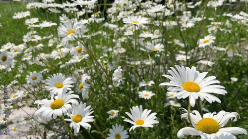 マーガレットの花
