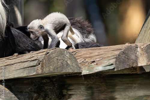Photography Black and White Angolan Colobus Monkey at Tampa Zoo, Florida