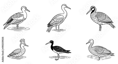 Six distinct black and white line art illustrations of various water birds and wading birds standing in shallow water.