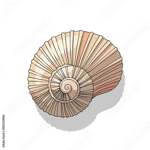 Illustration of a beige seashell on white background