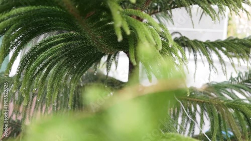 Rain drop on pine leaf.Norfolk Island pine (Araucaria heterophylla) green leaves background. It's also known as star pine, triangle tree or living Christmas tree, shallow dept of field.