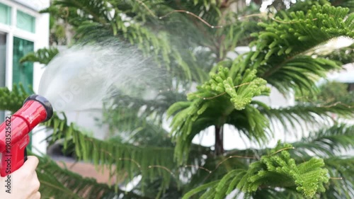 Woman watering plants in her garden. Urban gardening watering fresh vegetables nature and plants care