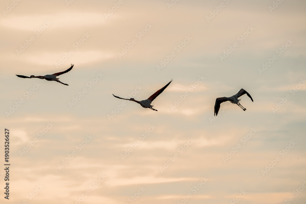 Naklejka premium Silhouettes of Flying Birds Against Warm Orange Sunset Sky, Flock in Motion Creating Dramatic Evening Atmosphere with Soft Gradient Tones and Peaceful Horizon Scene