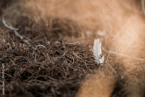 Delicate White Feather Resting on Forest Floor Surrounded by Pine Needles in Warm Golden Light, Atmospheric Nature Close Up with Soft Focus and Earthy Autumn Tones