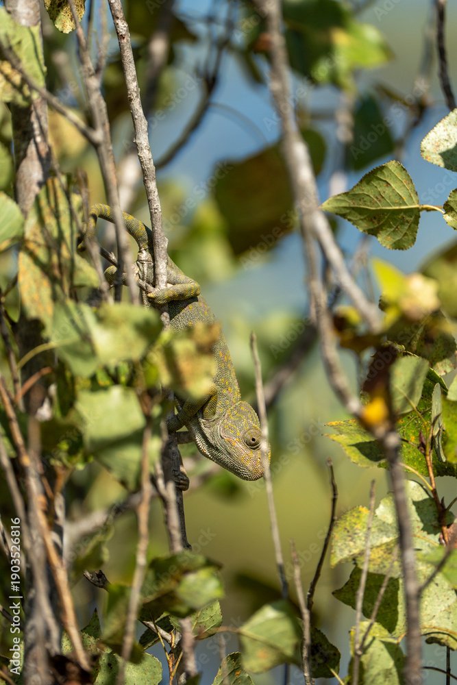 Fototapeta premium Close Up Portrait of Green Chameleon Climbing Tree Branch with Detailed Scales and Soft Blurred Background, Exotic Reptile in Natural Sunlit Environment Against Clear Blue Sky