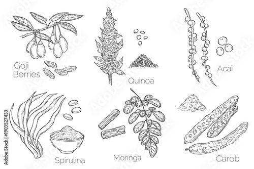 Collection of superfood: goji berries, chia seeds, maqui berry and lucuma fruit. Vector hand drawn illustration