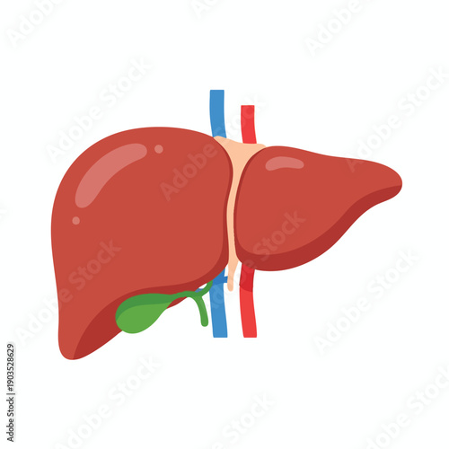 Human Liver Anatomy Illustration