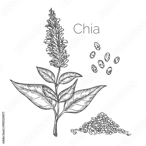 Chia seeds. Plant or herb. Salvia hispanica. Spice or Condiment or flavoring or granule or grain. Engraved hand drawn in old sketch and vintage style.
