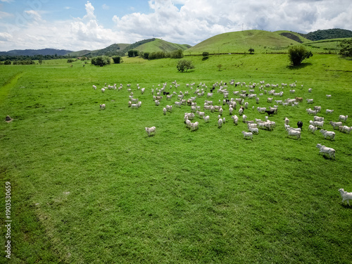 Photos Vista aérea com drone de um grande rebanho de gado em pastagem verde, em área rural sob céu azul com nuvens