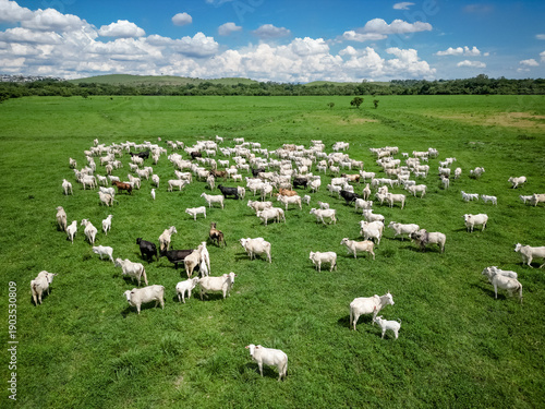 Vista aérea com drone de um grande rebanho de gado em pastagem verde, em área rural sob céu azul com nuvens. Cena típica do campo brasileiro, destacando pecuária, criação de bovinos e produção.