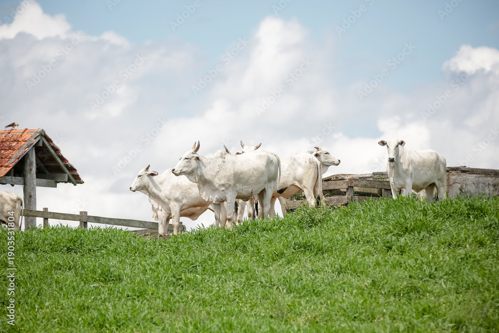 Obraz premium Rebanho de gado branco reunido no pasto verde sob céu aberto, retratando a força da pecuária e a tranquilidade do campo brasileiro.