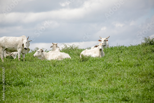 Rebanho de gado branco reunido no pasto verde sob céu aberto, retratando a força da pecuária e a tranquilidade do campo brasileiro.