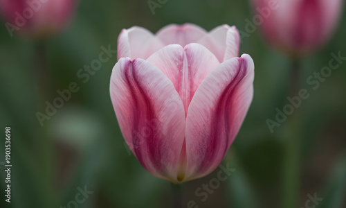 Vibrant Tulip in Bloom