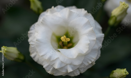 The Petals Blossom