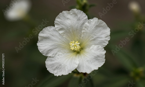 Pure White Flower