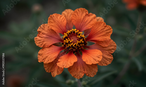 Vibrant Orange Flower in Bloom