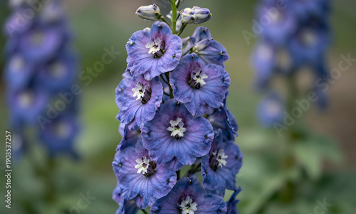 Purple and Blue Wildflowers in Bloom