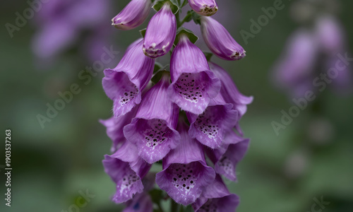Violet Blooms in the Wild