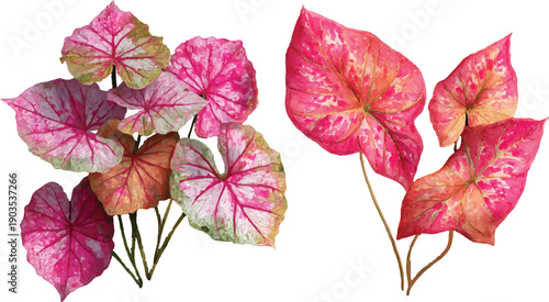 autumn leaves isolated on white