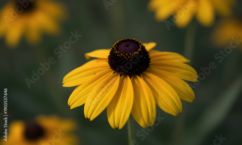 Golden Sunflowers in Bloom
