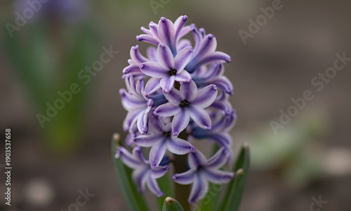 Purple Hyacinth