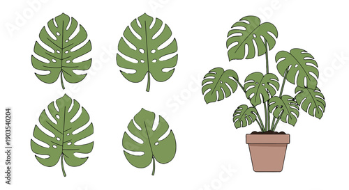 Illustrated Monstera plant in brown pot with large green split leaves and separate tropical foliage elements.