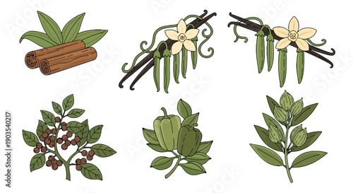 Handdrawn culinary spices collection cinnamon vanilla pepper allspice and cardamom illustrations with leaves.