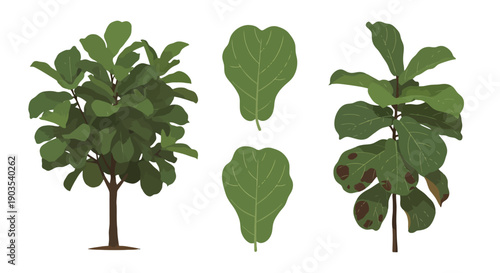 Stylized FiddleLeaf Fig Plants and Leaves Illustration with Vibrant Green Foliage and Distinct Brown Spots.