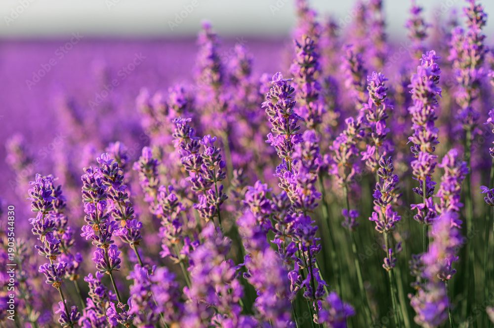 Obraz premium A close-up view of blooming lavender flowers in a sunlight field, creating a calm, fragrant, and atmospheric summer nature scene.