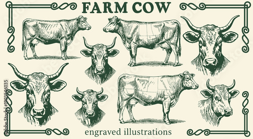 Engraved illustrations showcasing traditional Belarusian farm animals in a vintage style collection 
