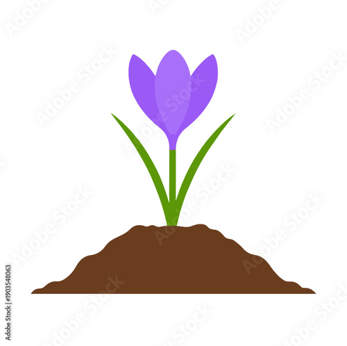 Fioletowy krokus  w ziemi ilustracja