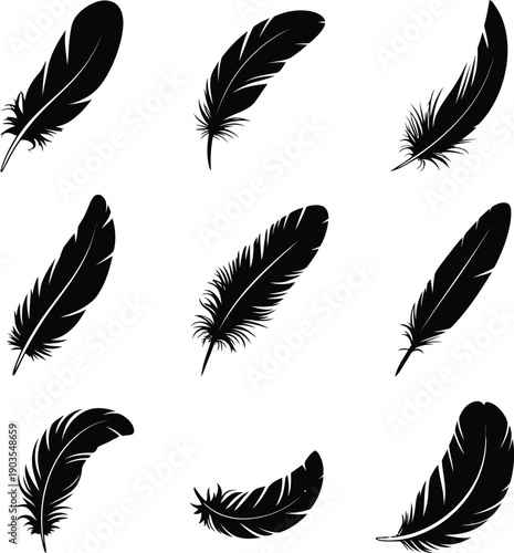 Collection of elegant black feathers on white background