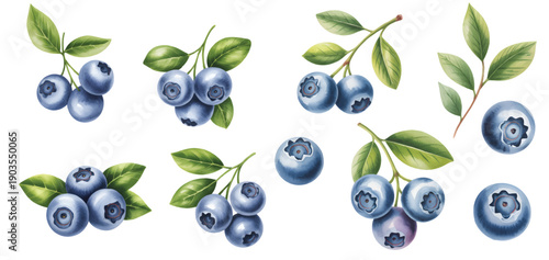 Botanical blueberry fruit collection isolated on background. Watercolor fresh blueberries branch with leaves.