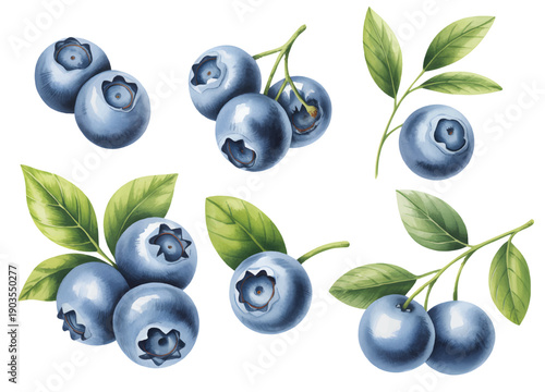 Botanical blueberry fruit collection isolated on background. Watercolor fresh blueberries branch with leaves.