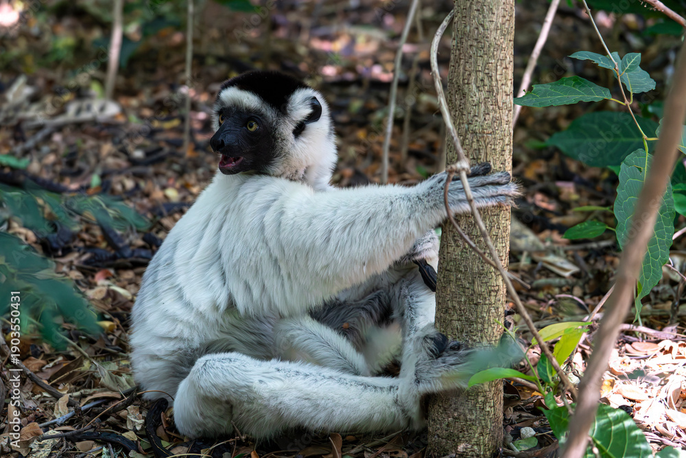 Obraz premium Madagascar, a white Lemur, Verreaux's sifaka, or white sifaka, 
