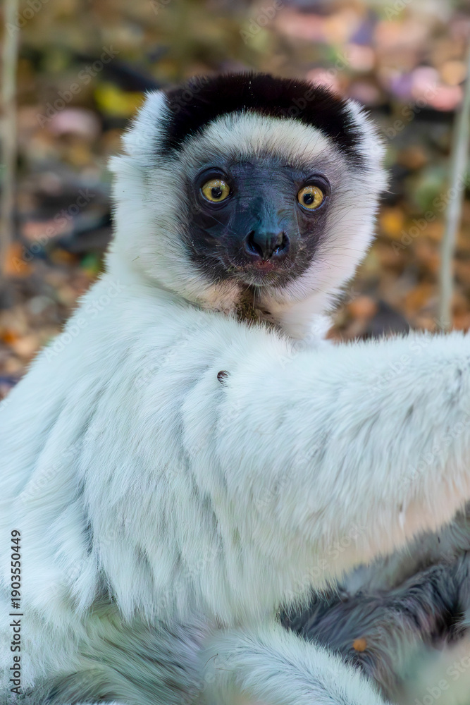 Fototapeta premium Madagascar, a white Lemur, Verreaux's sifaka, or white sifaka, 