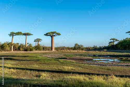 Madagascar, landscape near th Baobab Alley. 