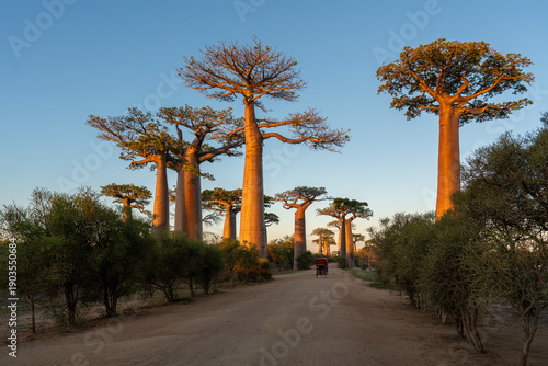 Картината върху платно Madagascar