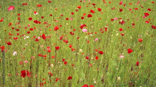 Wallpaper Mural Vibrant red poppies with pink and white blooms sway gently in breeze across expansive wildflower meadow. Panoramic view captures delicate flowers moving naturally in wind.  Torontodigital.ca