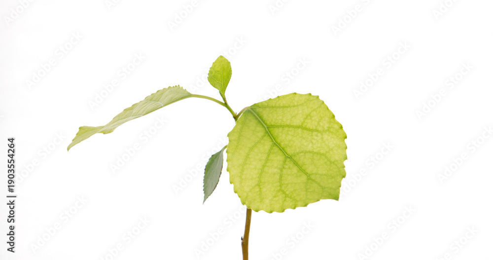 Fototapeta premium Populus leafs objects and background.