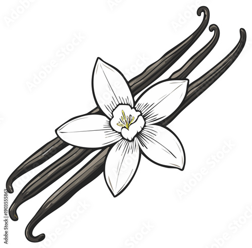 Vanilla Orchid Flower and Pods Botanical Illustration Aromatic Ingredient