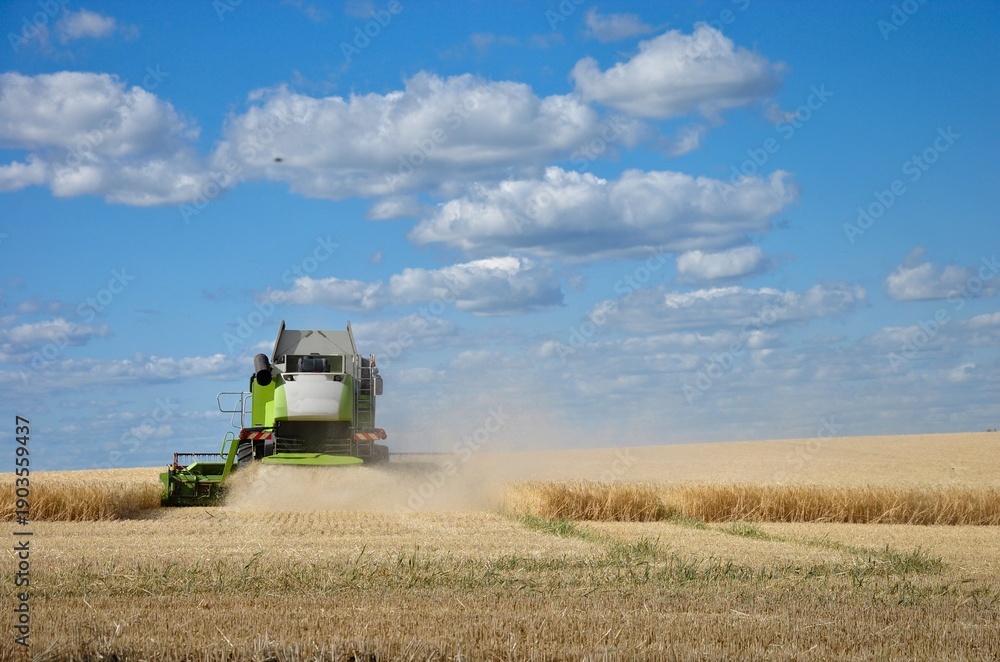 Obraz premium Food production concept. Combine harvester from behind harvesting wheat grain, vast agricultural land, bright summer day, copy space.