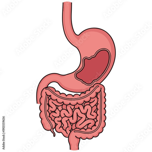 Detailed vector illustration of the human digestive system including the stomach and intestines showing internal anatomy for medical education and healthcare infographics on white background.