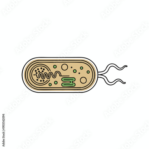 Simple Bacterium Cell Structure