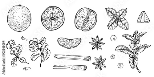 Aromatic fruits, berries, spices and herbs for making winter drinks and mulled wines vector isolated illustration. Orange fruit, cinnamon, lingonberry, star anise and mint plant ingredient clip art