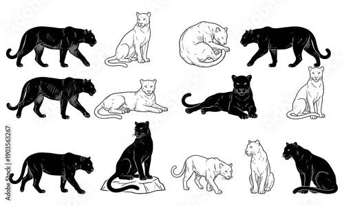 Black and white panther illustration set showing big cat poses including walking, sitting, lying, resting, and standing wildlife silhouettes