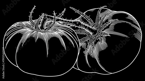 Detailed line art vector illustration of two fresh ripe tomatoes on a black background in an elegant engraving style.