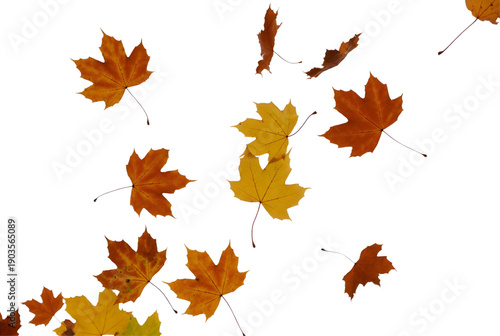 Scattered autumn maple leaves in shades of yellow and brown falling in suspended motion